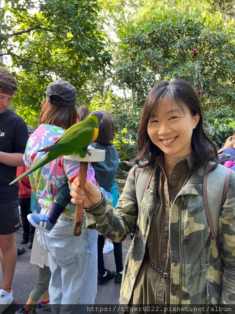 2024東澳洲行Day2(上)：龍柏動物園無尾熊抱抱