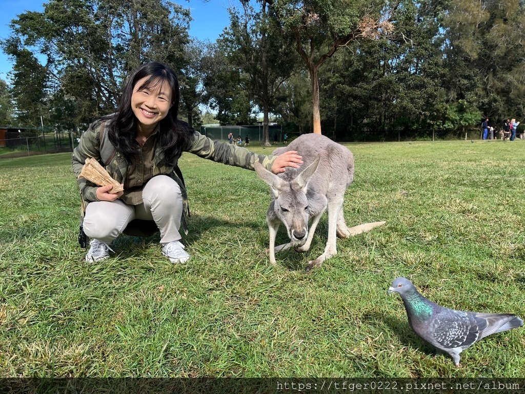 2024東澳洲行Day2(上)：龍柏動物園無尾熊抱抱