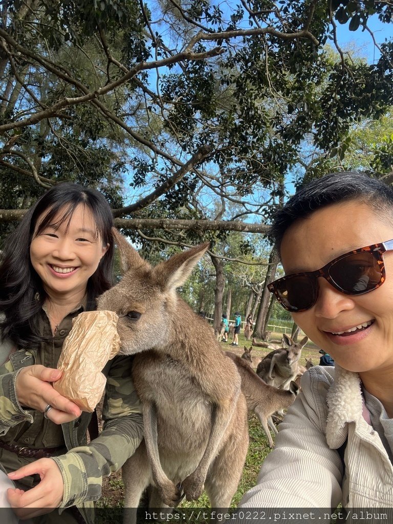 2024東澳洲行Day2(上)：龍柏動物園無尾熊抱抱