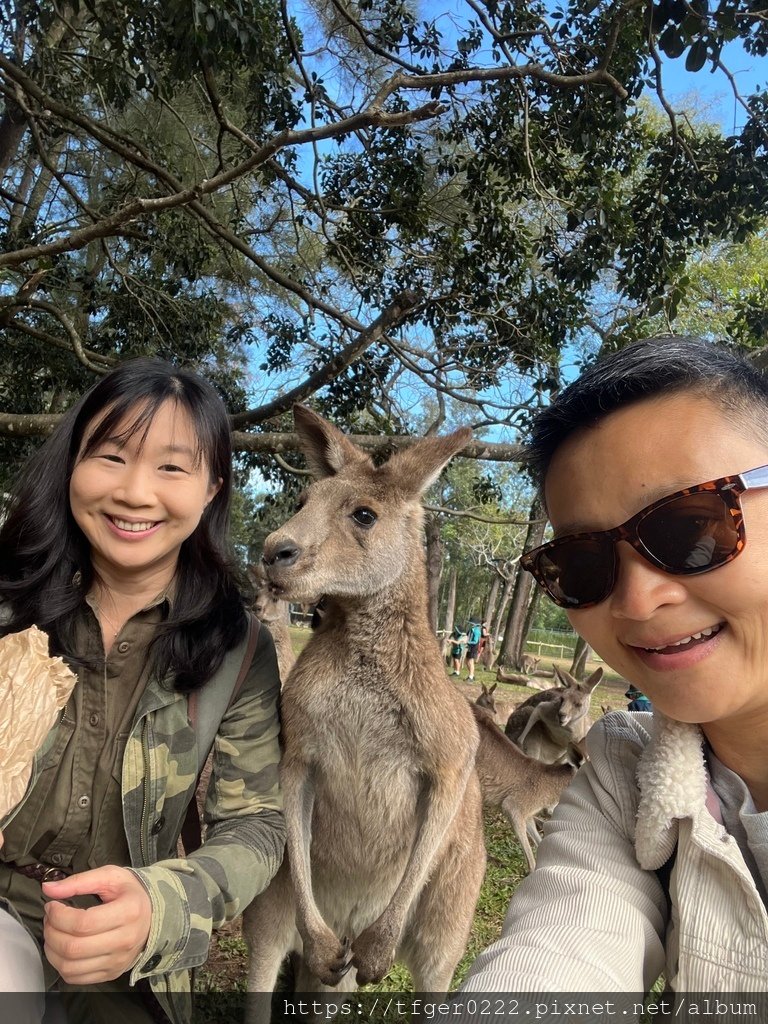 2024東澳洲行Day2(上)：龍柏動物園無尾熊抱抱