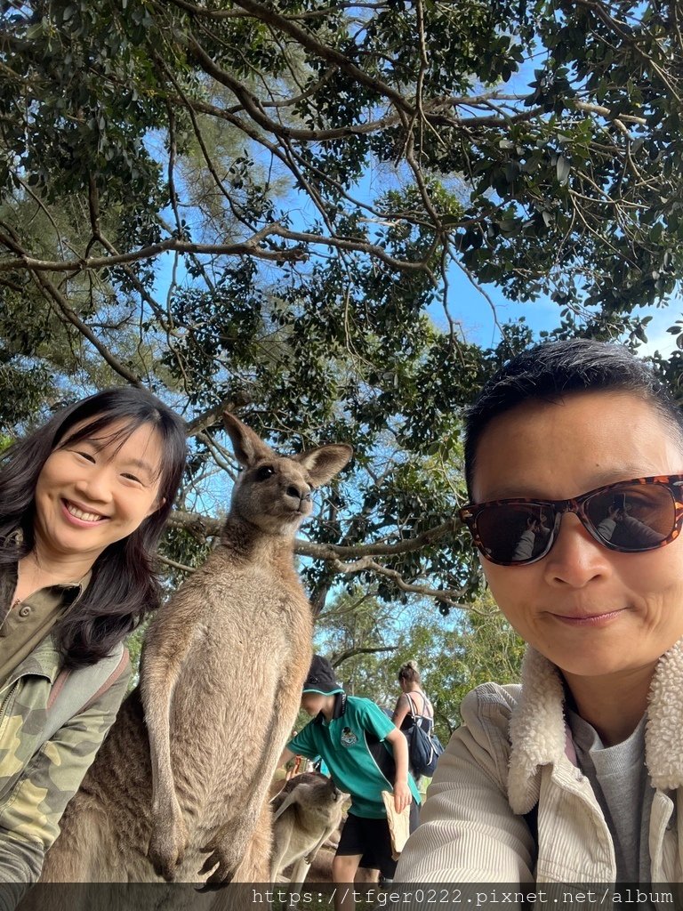 2024東澳洲行Day2(上)：龍柏動物園無尾熊抱抱