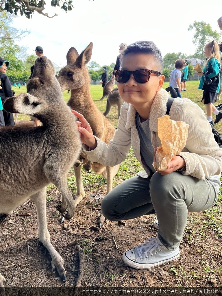 2024東澳洲行Day2(上)：龍柏動物園無尾熊抱抱