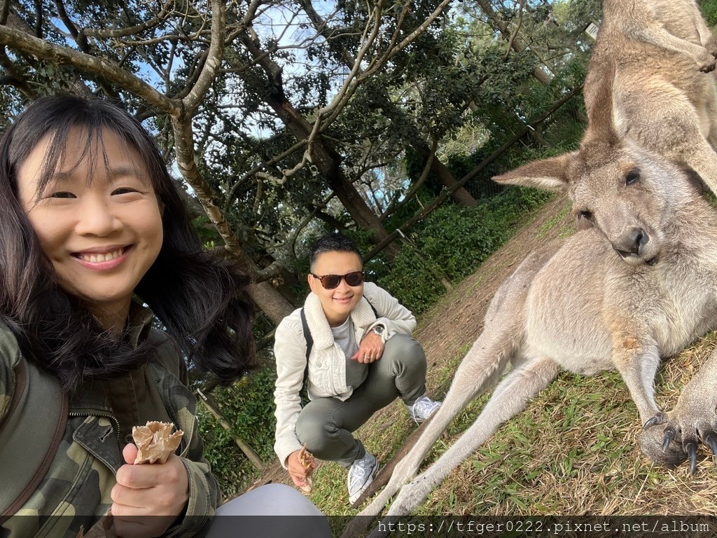 2024東澳洲行Day2(上)：龍柏動物園無尾熊抱抱