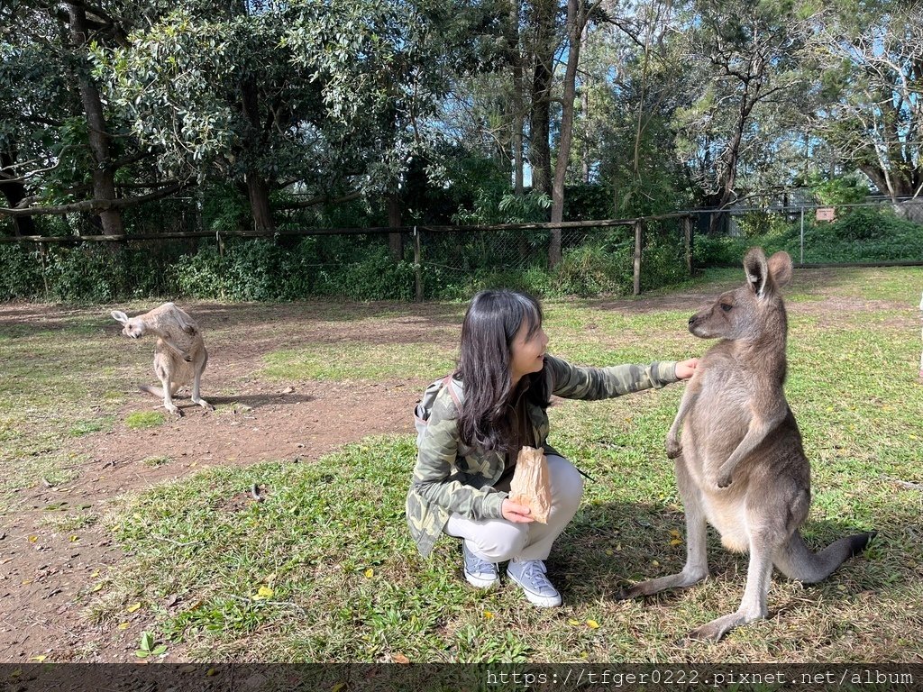 2024東澳洲行Day2(上)：龍柏動物園無尾熊抱抱