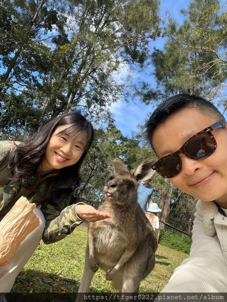 2024東澳洲行Day2(上)：龍柏動物園無尾熊抱抱