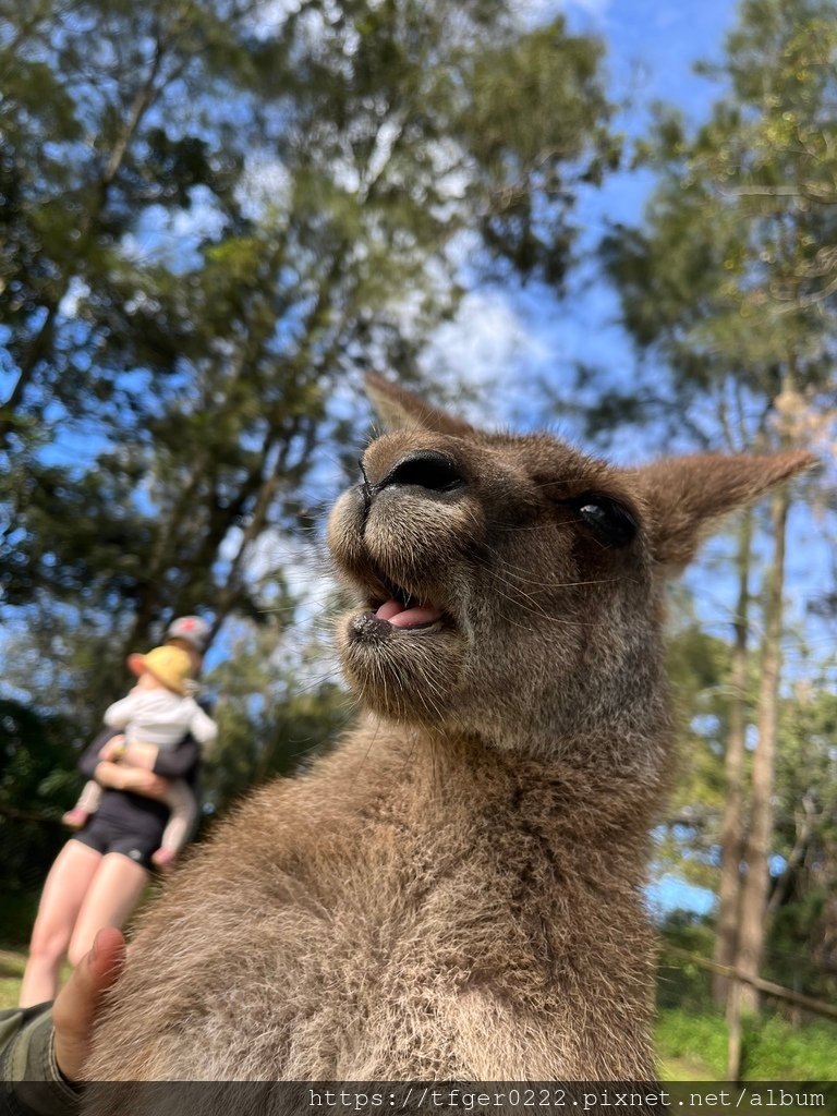 2024東澳洲行Day2(上)：龍柏動物園無尾熊抱抱