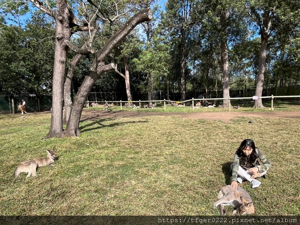 2024東澳洲行Day2(上)：龍柏動物園無尾熊抱抱