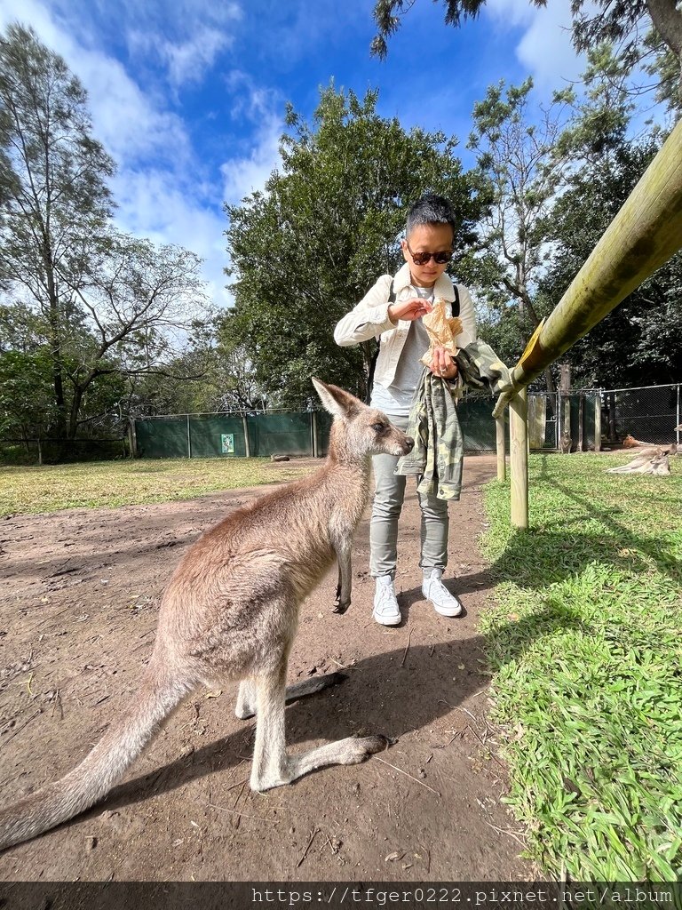 2024東澳洲行Day2(上)：龍柏動物園無尾熊抱抱