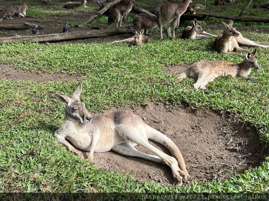 2024東澳洲行Day2(上)：龍柏動物園無尾熊抱抱