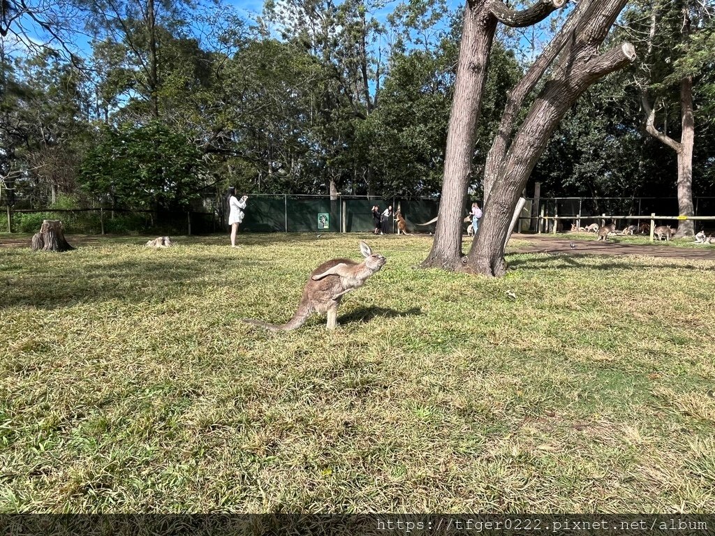 2024東澳洲行Day2(上)：龍柏動物園無尾熊抱抱