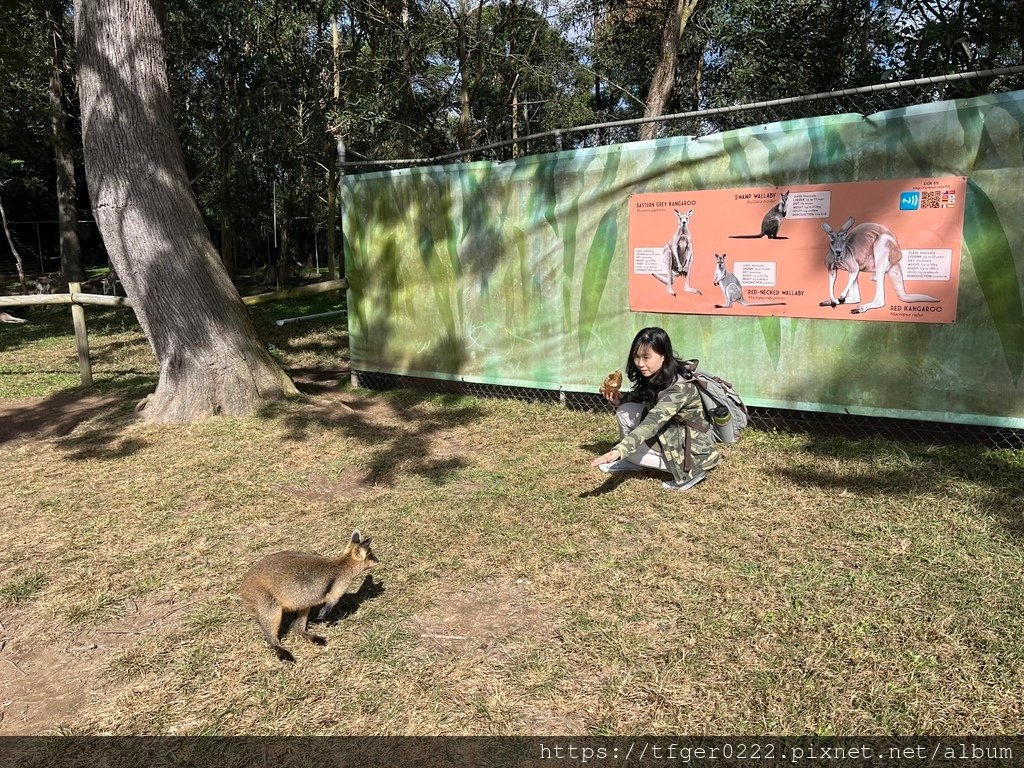 2024東澳洲行Day2(上)：龍柏動物園無尾熊抱抱