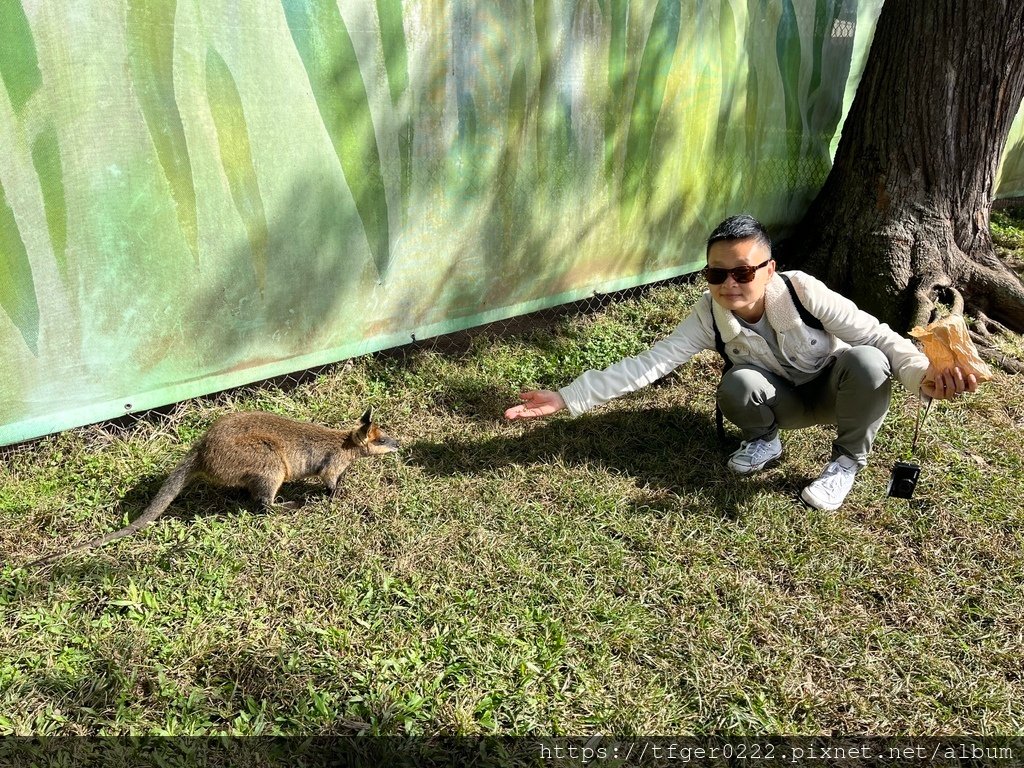 2024東澳洲行Day2(上)：龍柏動物園無尾熊抱抱