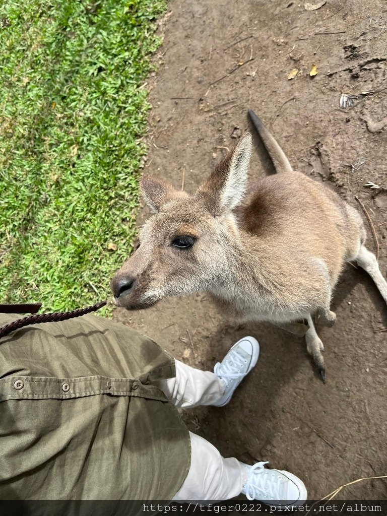 2024東澳洲行Day2(上)：龍柏動物園無尾熊抱抱