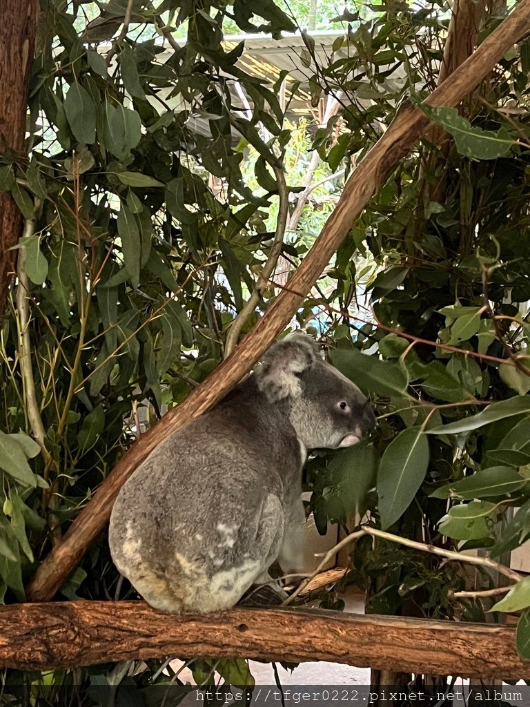 2024東澳洲行Day2(上)：龍柏動物園無尾熊抱抱