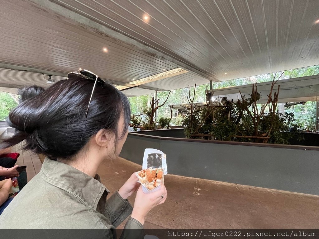 2024東澳洲行Day2(上)：龍柏動物園無尾熊抱抱