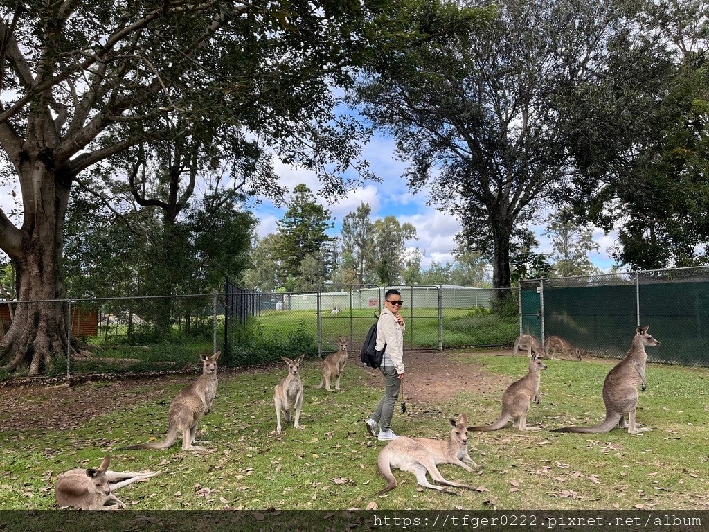 2024東澳洲行Day2(上)：龍柏動物園無尾熊抱抱