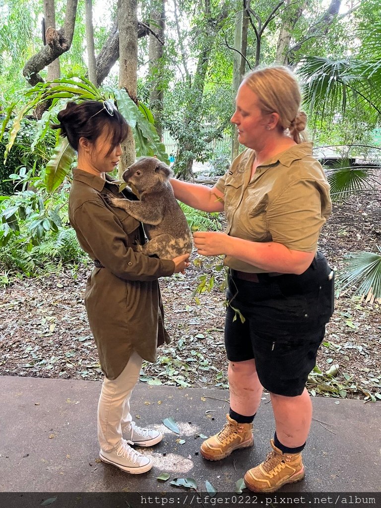 2024東澳洲行Day2(上)：龍柏動物園無尾熊抱抱