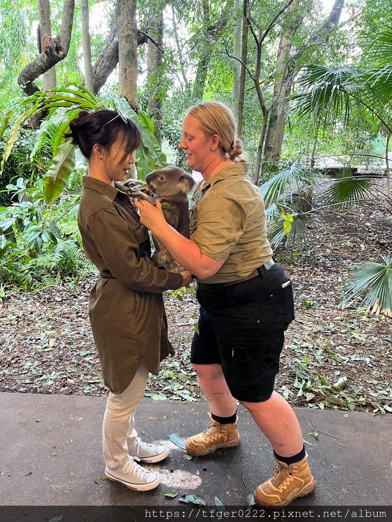 2024東澳洲行Day2(上)：龍柏動物園無尾熊抱抱