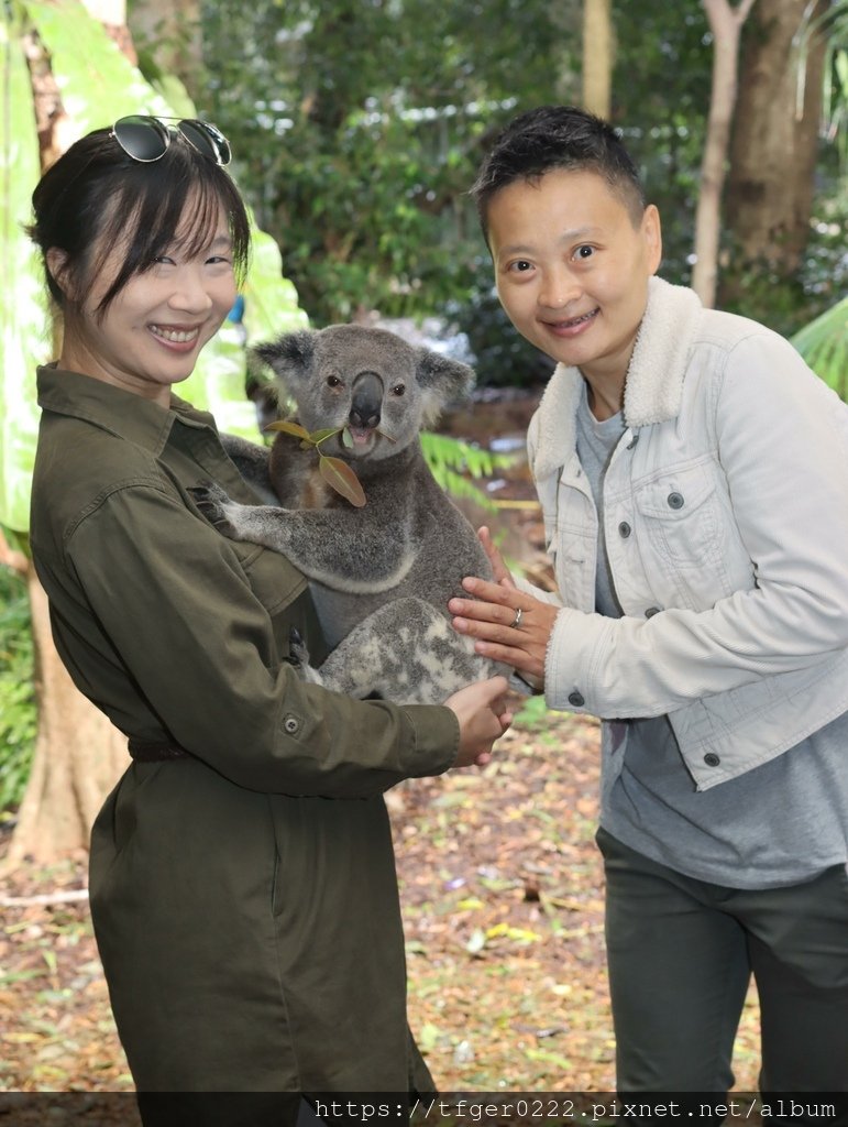 2024東澳洲行Day2(上)：龍柏動物園無尾熊抱抱