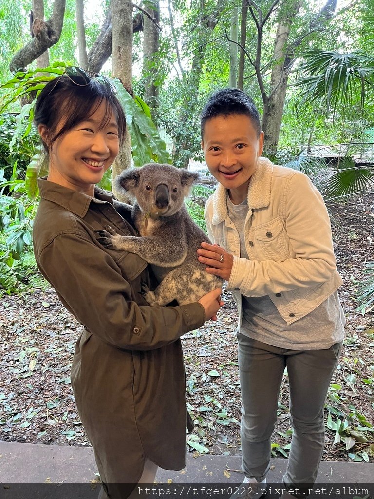 2024東澳洲行Day2(上)：龍柏動物園無尾熊抱抱