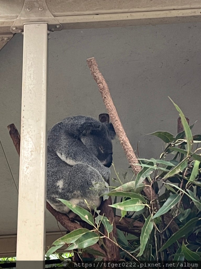 2024東澳洲行Day2(下)：龍柏動物園+布里斯本巡禮