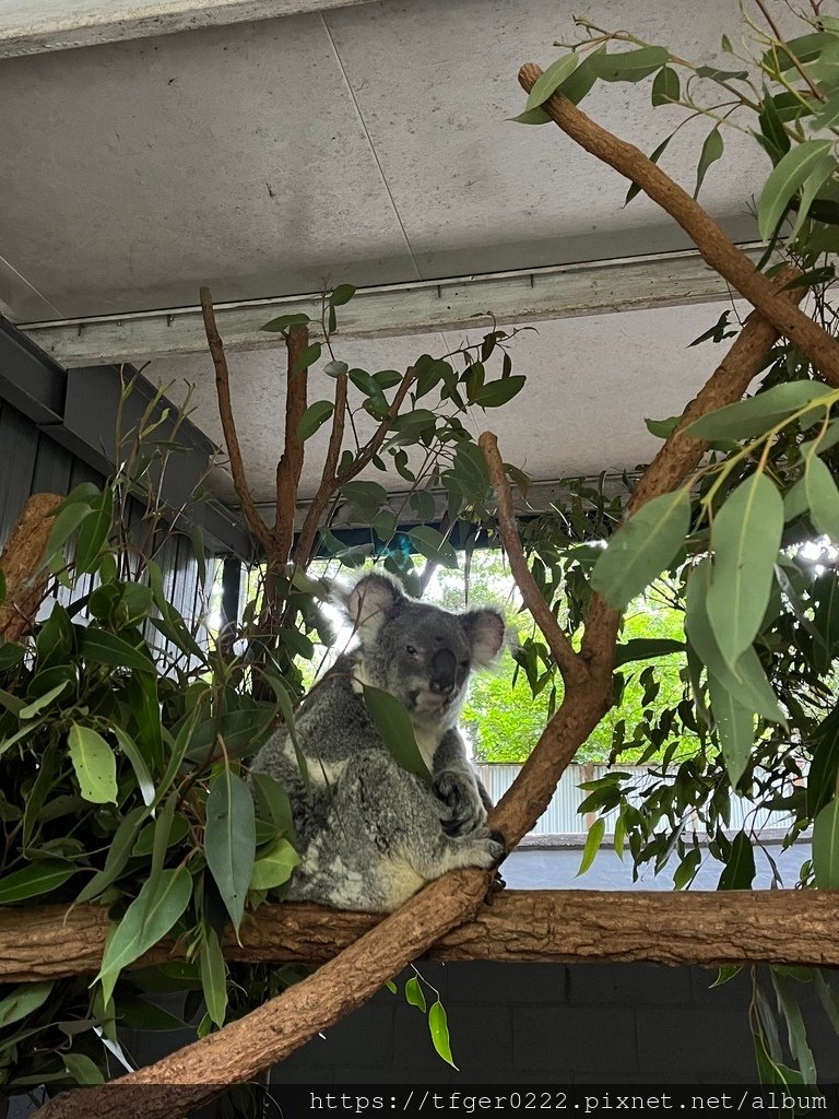 2024東澳洲行Day2(下)：龍柏動物園+布里斯本巡禮