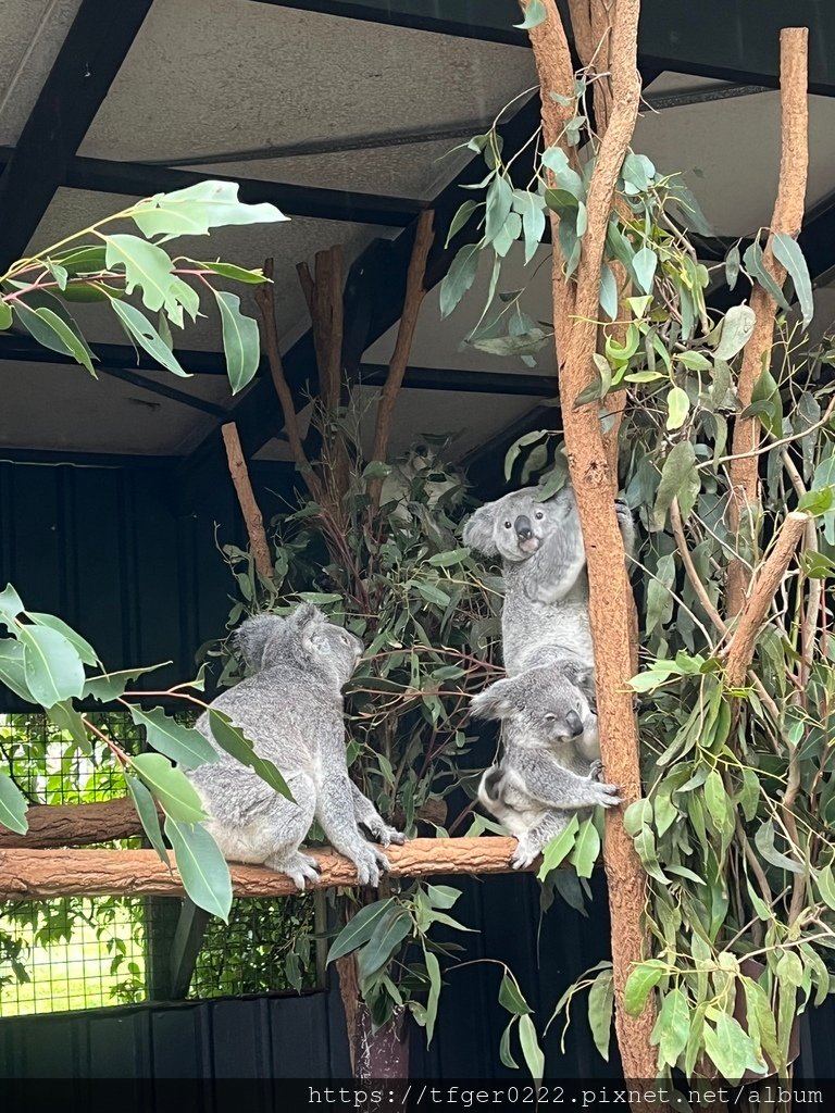 2024東澳洲行Day2(下)：龍柏動物園+布里斯本巡禮