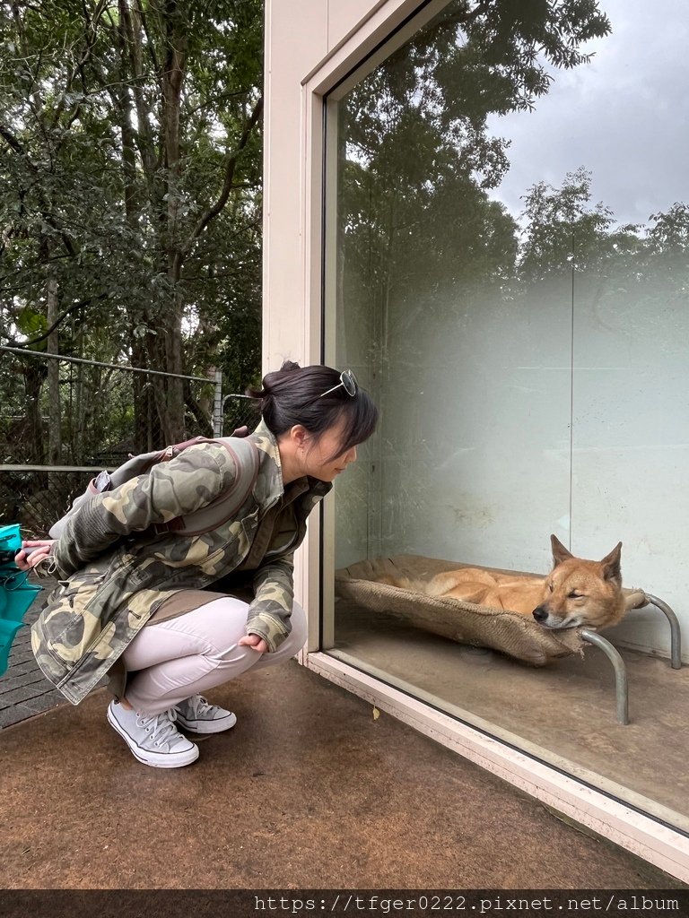 2024東澳洲行Day2(下)：龍柏動物園+布里斯本巡禮