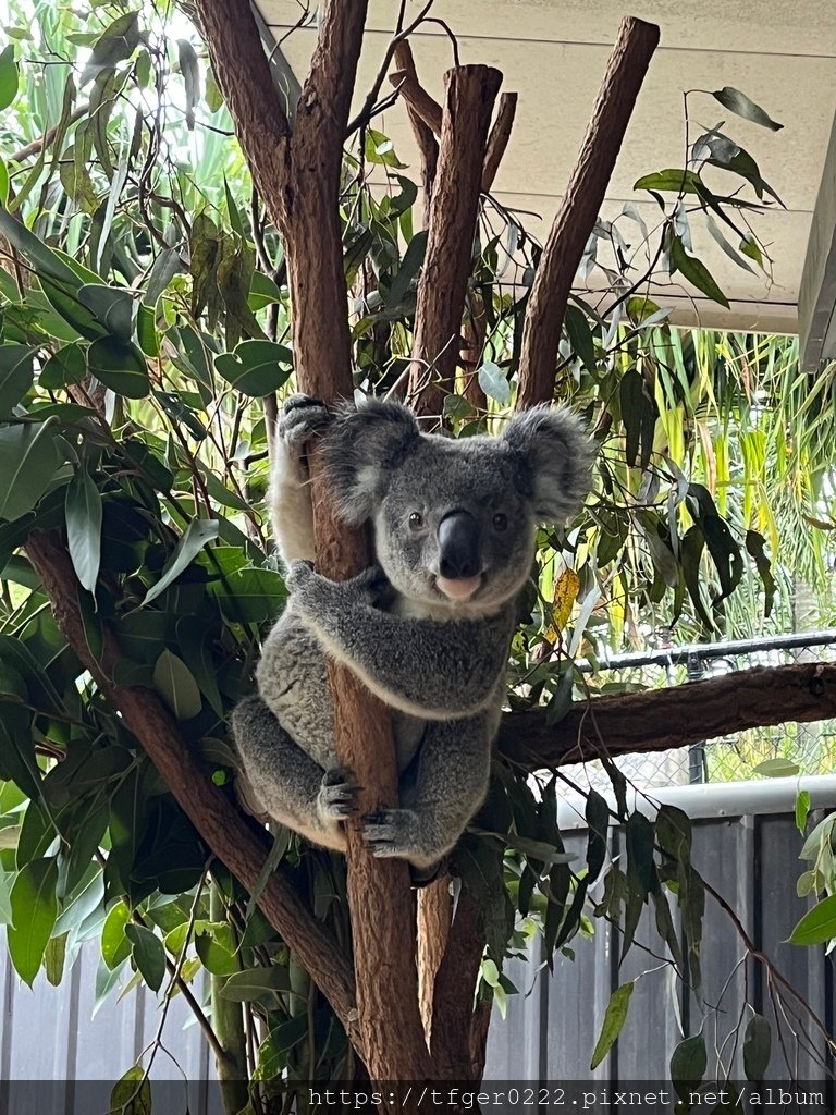 2024東澳洲行Day2(下)：龍柏動物園+布里斯本巡禮