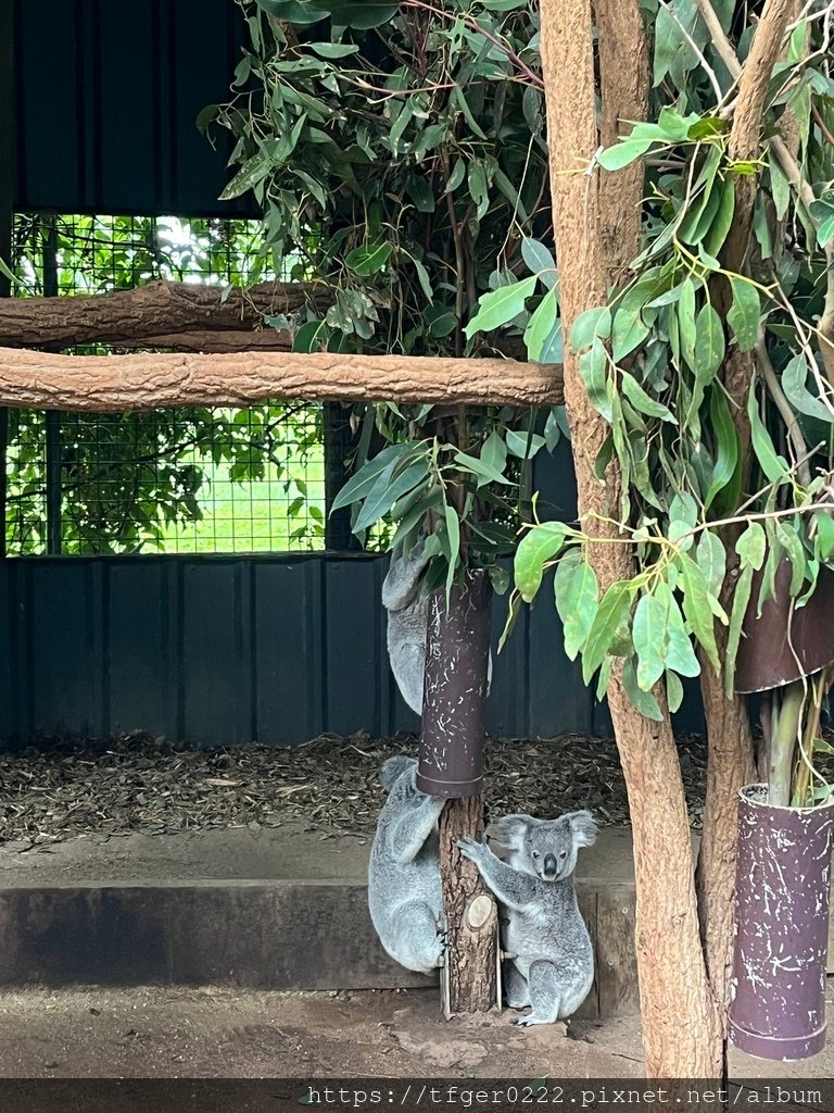 2024東澳洲行Day2(下)：龍柏動物園+布里斯本巡禮