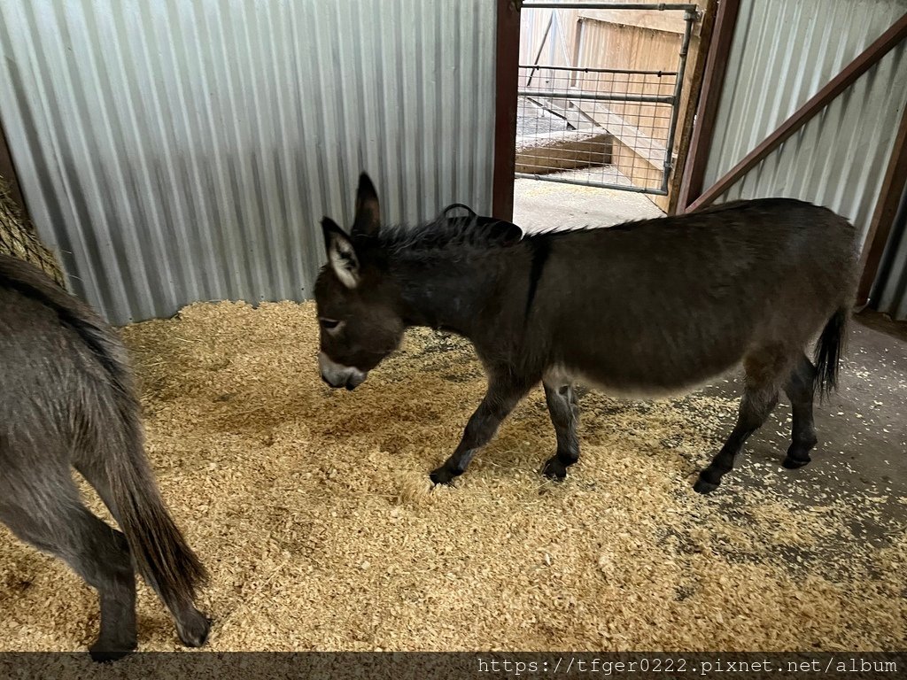 2024東澳洲行Day2(下)：龍柏動物園+布里斯本巡禮