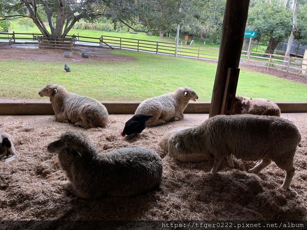 2024東澳洲行Day2(下)：龍柏動物園+布里斯本巡禮