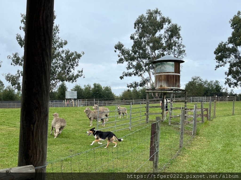 2024東澳洲行Day2(下)：龍柏動物園+布里斯本巡禮