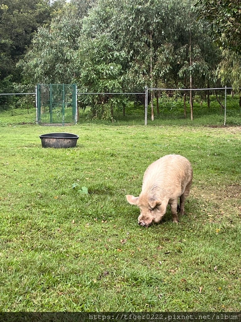 2024東澳洲行Day2(下)：龍柏動物園+布里斯本巡禮