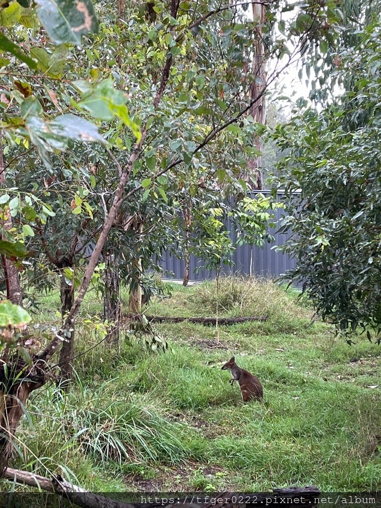 2024東澳洲行Day2(下)：龍柏動物園+布里斯本巡禮