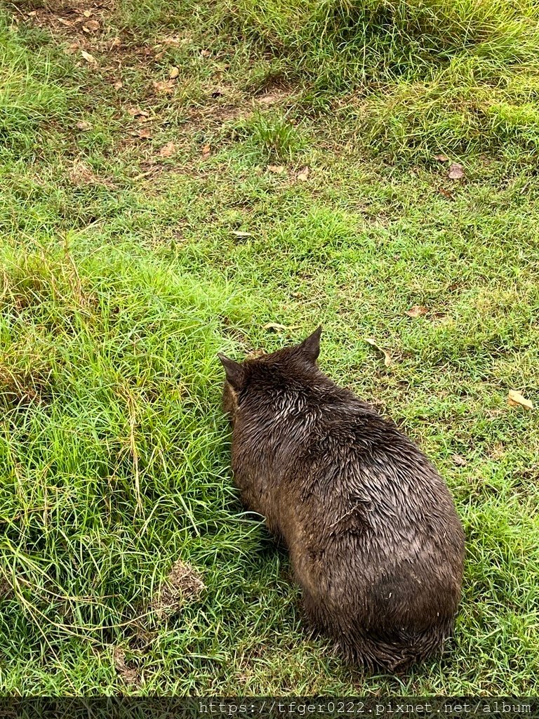 2024東澳洲行Day2(下)：龍柏動物園+布里斯本巡禮