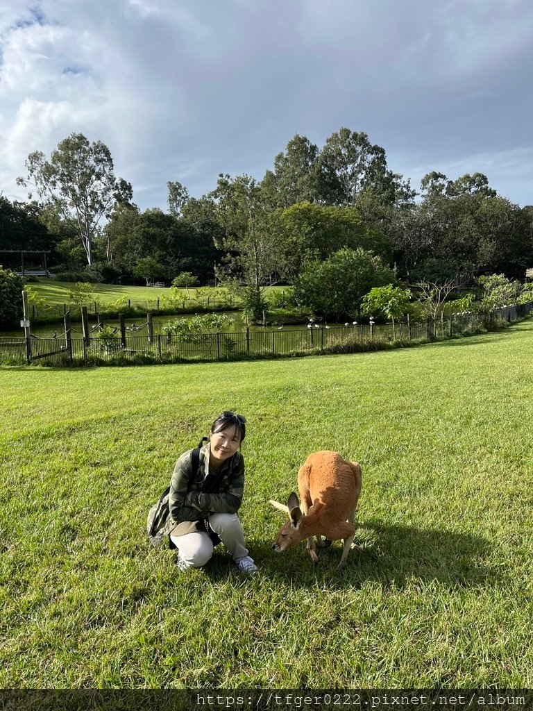 2024東澳洲行Day2(下)：龍柏動物園+布里斯本巡禮