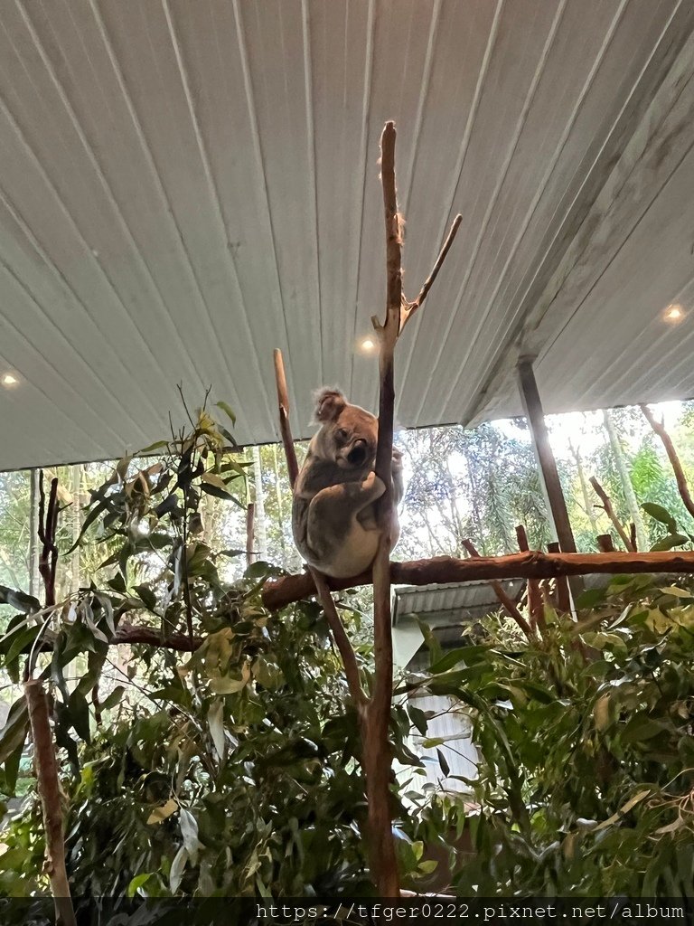 2024東澳洲行Day2(下)：龍柏動物園+布里斯本巡禮