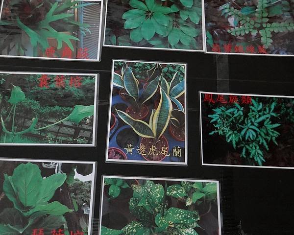 植物園活動一 (2).jpg
