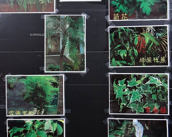植物園活動四.jpg