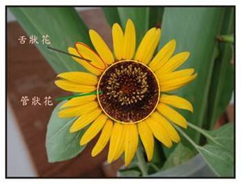 頭狀花序.jpg