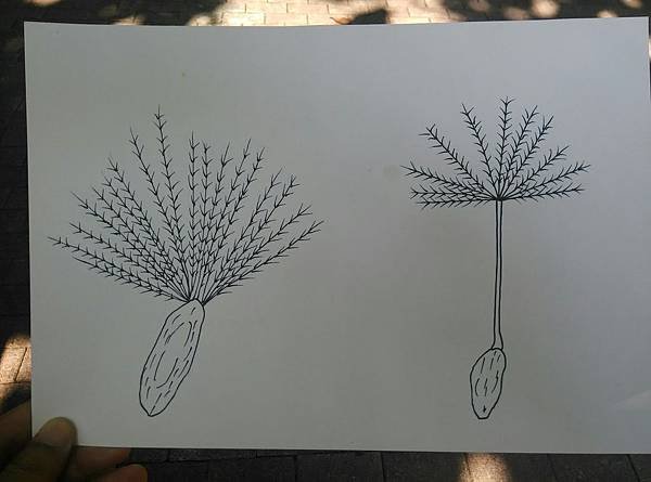 20191117 上午 菊科_191119_0006.jpg