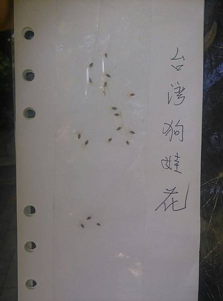 20191117 上午 菊科_191119_0007.jpg