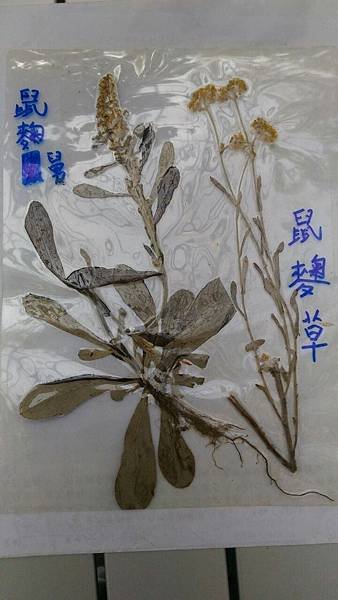 20191117 上午 菊科_191119_0085.jpg