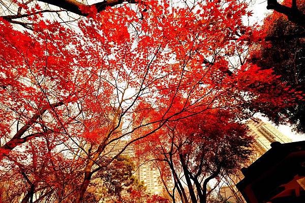 autumnal-leaves-2380617_1920.jpg