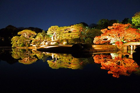 六義園夜楓.jpg