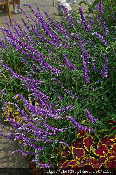 DSC_0358.JPG
