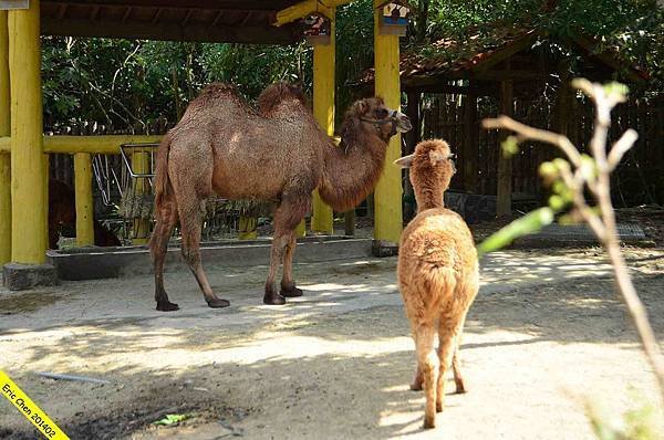 台北動物園_21_wm.jpeg