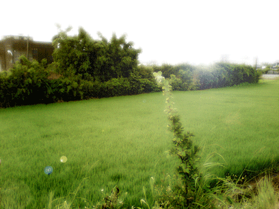 DSC08026.gif
