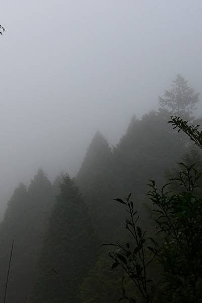 20231105-太平山-山毛櫸步道